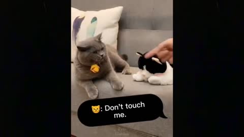 Best Funny Cat Videos 2021 #2