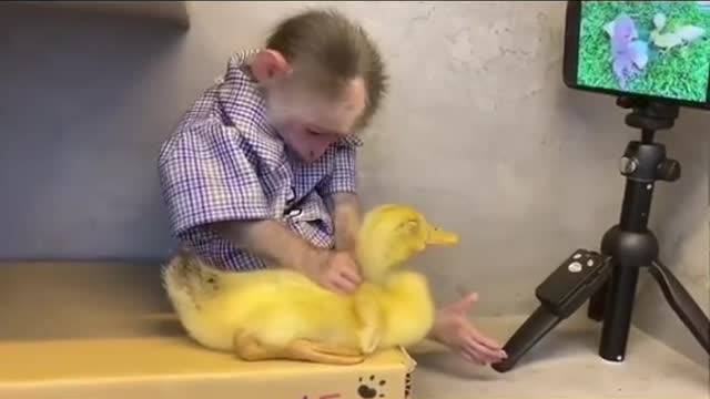 Caring monkey...