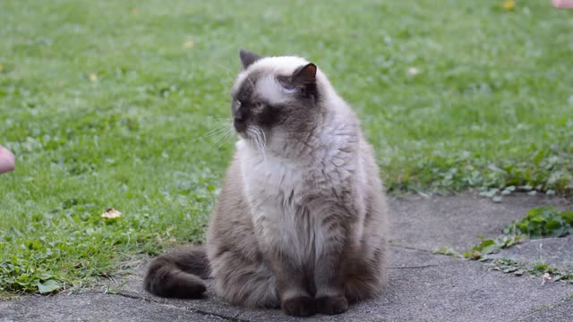 Cat British shorthair