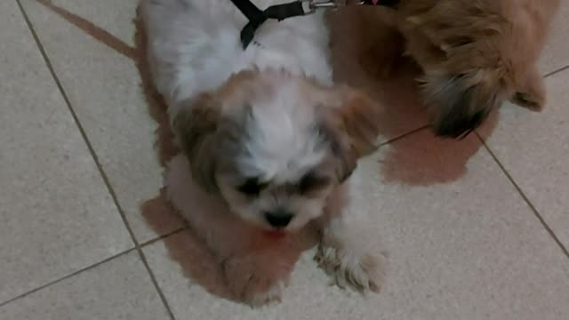 Hilarious Cookie (white Shih tzu) wrapped herself with her mother's ( brown shih tzu) leash