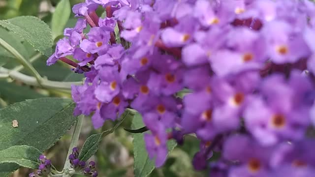 Butterfly Feasting On A Butterfly Bush 🦋💐