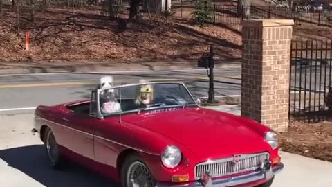 White dog riding in passenger seat of red car