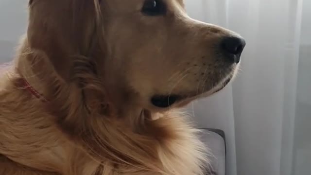 Golden Retriever Impressed With Tv Show, Can't Stop Watching