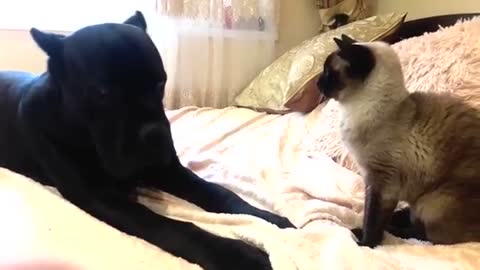 Dog and cat playing on the couch