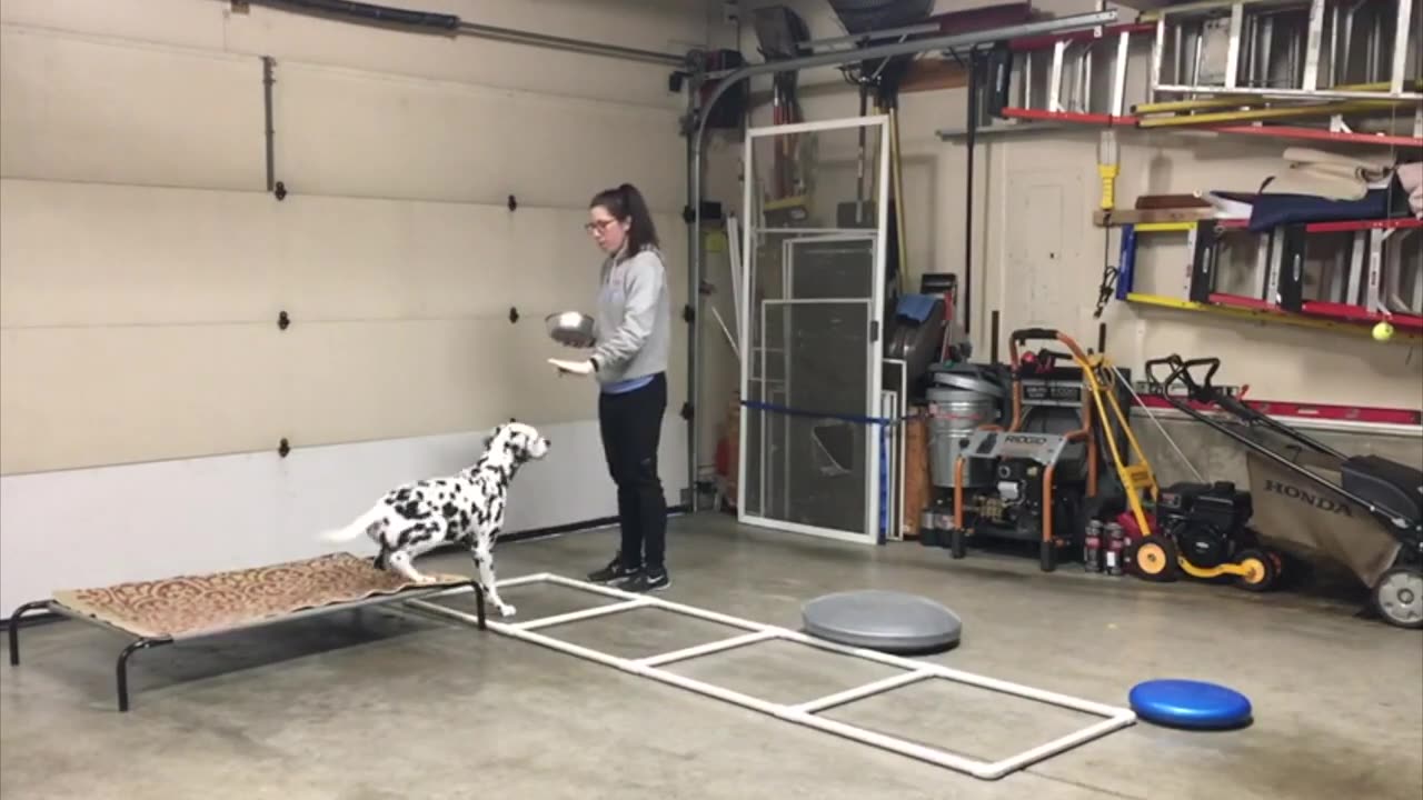 dog training video