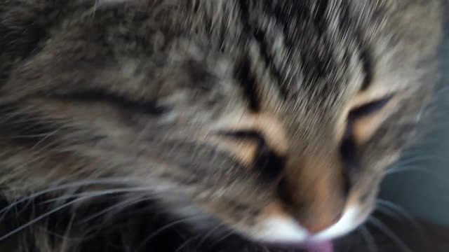 Cute tabby domestic cat washing up close up