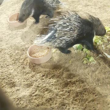 Porcupine eating food in the zoo