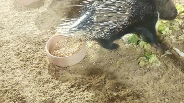 Porcupine eating food in the zoo