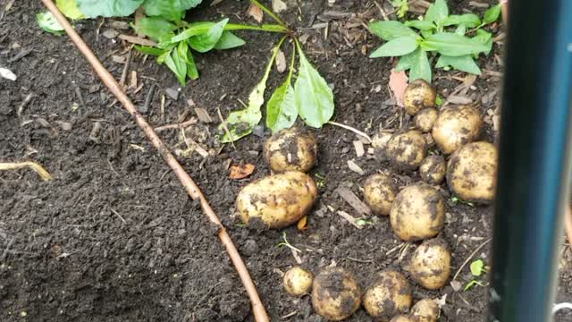 Harvesting Early Potatoes Part 1 (late sown, short grow time)