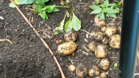 Harvesting Early Potatoes Part 1 (late sown, short grow time)