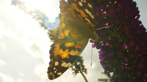 Butterfly walking on flowers