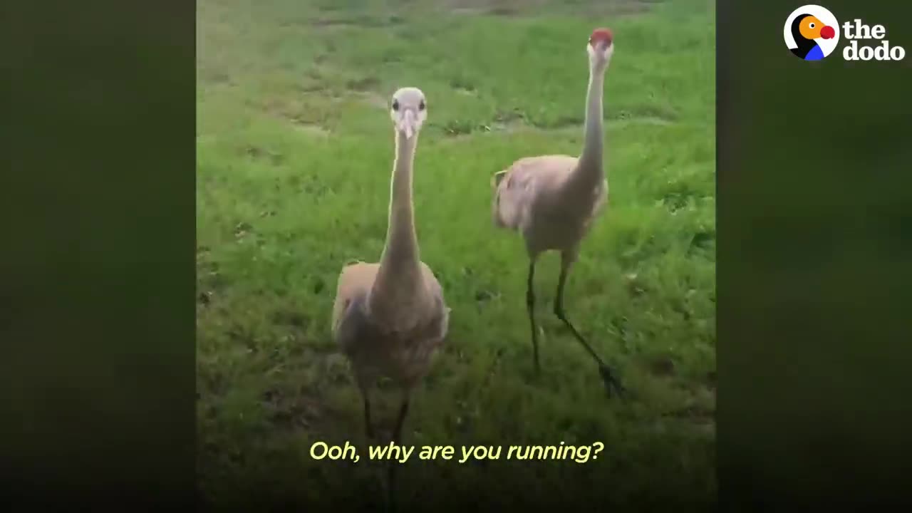 Crane Introduces His Babies To His Human Best Friend Every Year | The Dodo