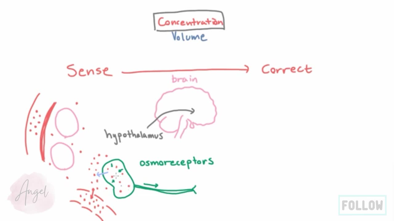 How the Body Senses Concentration Changes - The Role of Osmoreceptors