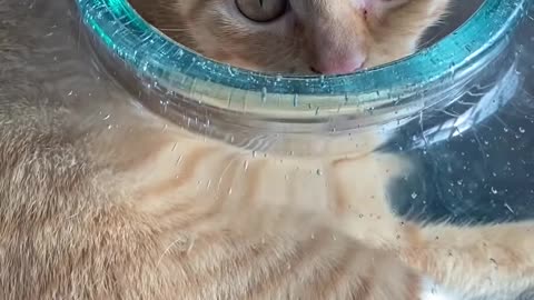 Adorable Contortionist Cat Squeezes into a Fishbowl