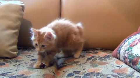 A cat playing and spinning the ball on the table