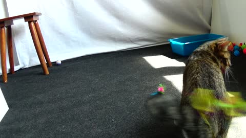 Funny Kitten Rips the Feathers off the Toy