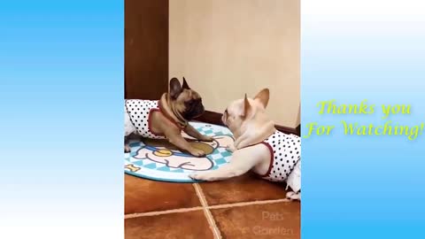 Funny animals compilation - 2021