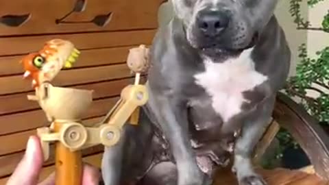 Dog video