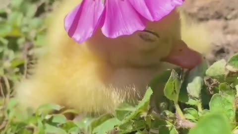 funny and cute duck