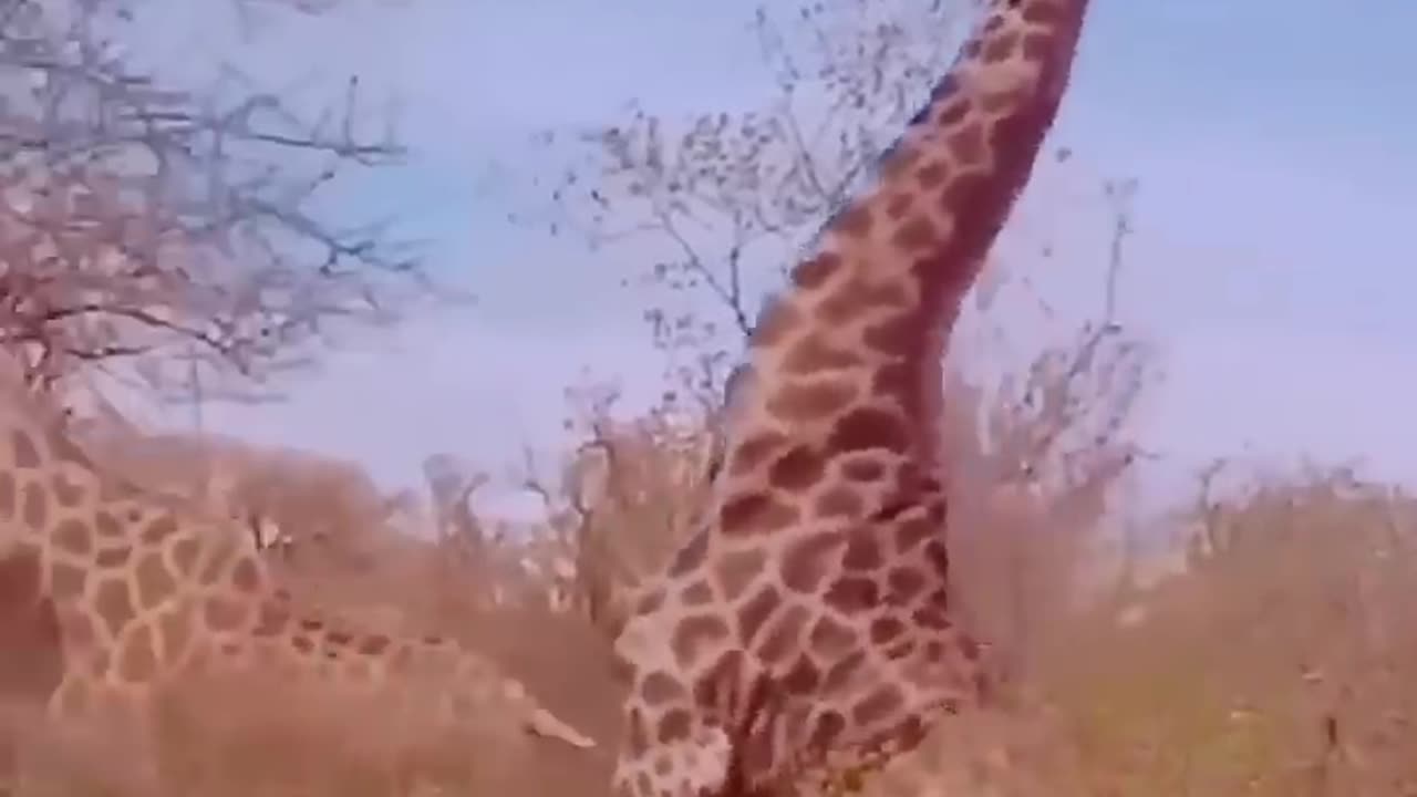 The funny Giraffe