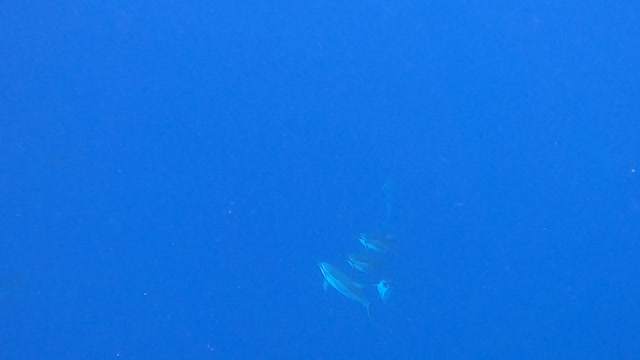 Swimming with Dolphins in Hawaii at 2 Step!