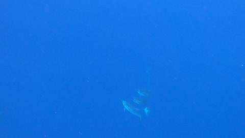 Swimming with Dolphins in Hawaii at 2 Step!