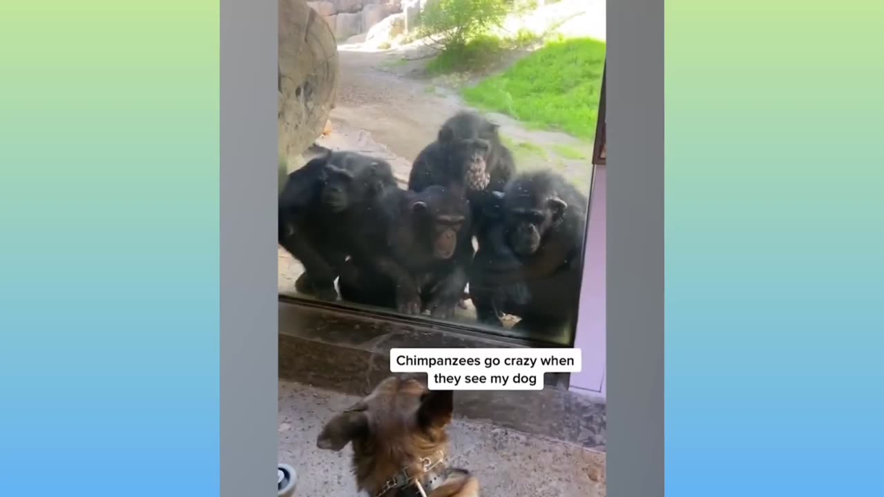 Funniest animal video