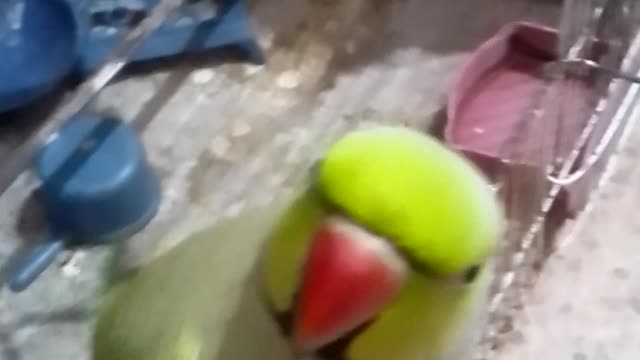 Parrot's activities in it's cage