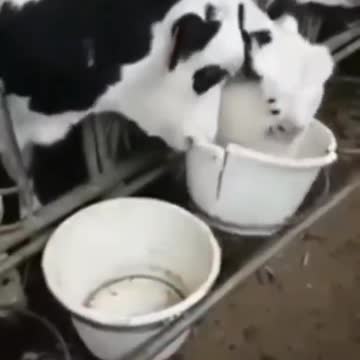 Well...you look like you've had enough. 😂😳🐮