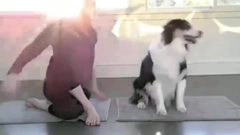 Funny Dog Video 16