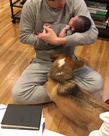 This Corgi Is Ridiculously Jealous Of The New Baby Addition