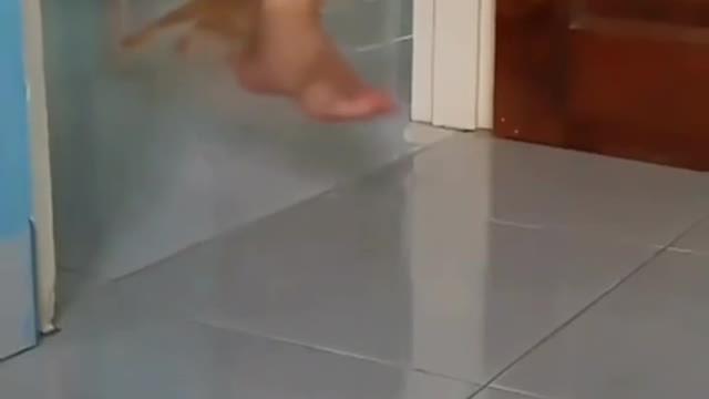 Cat going Ninja