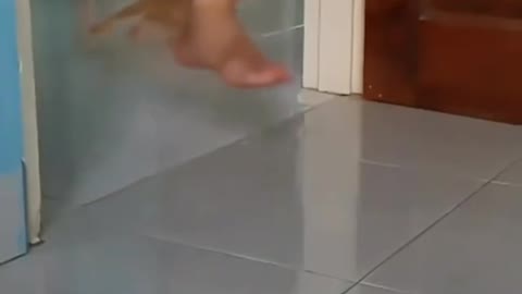 Cat going Ninja