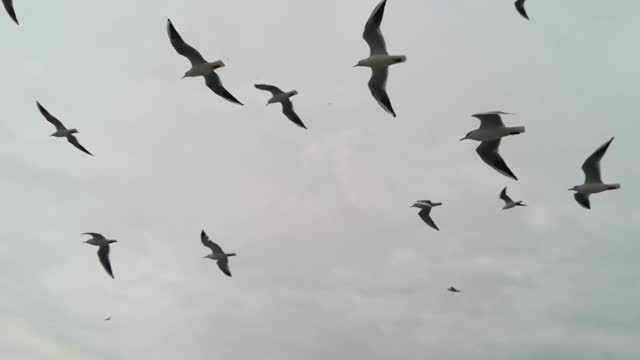 birds flying in the sky