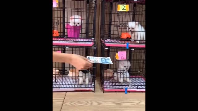 Funny and Cute Dog Pomeranian Funny Puppy Videos