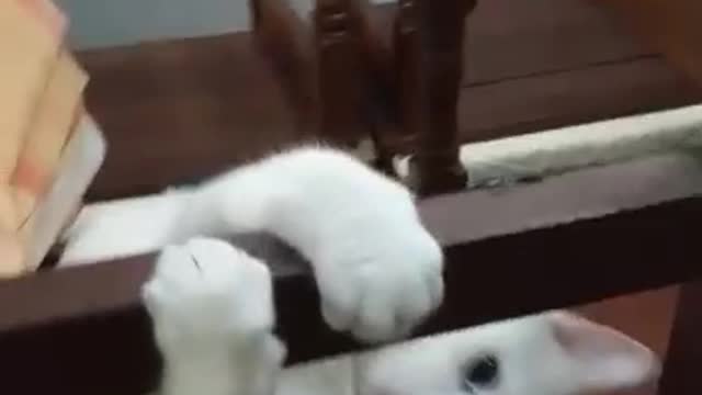 Cat having a fun time