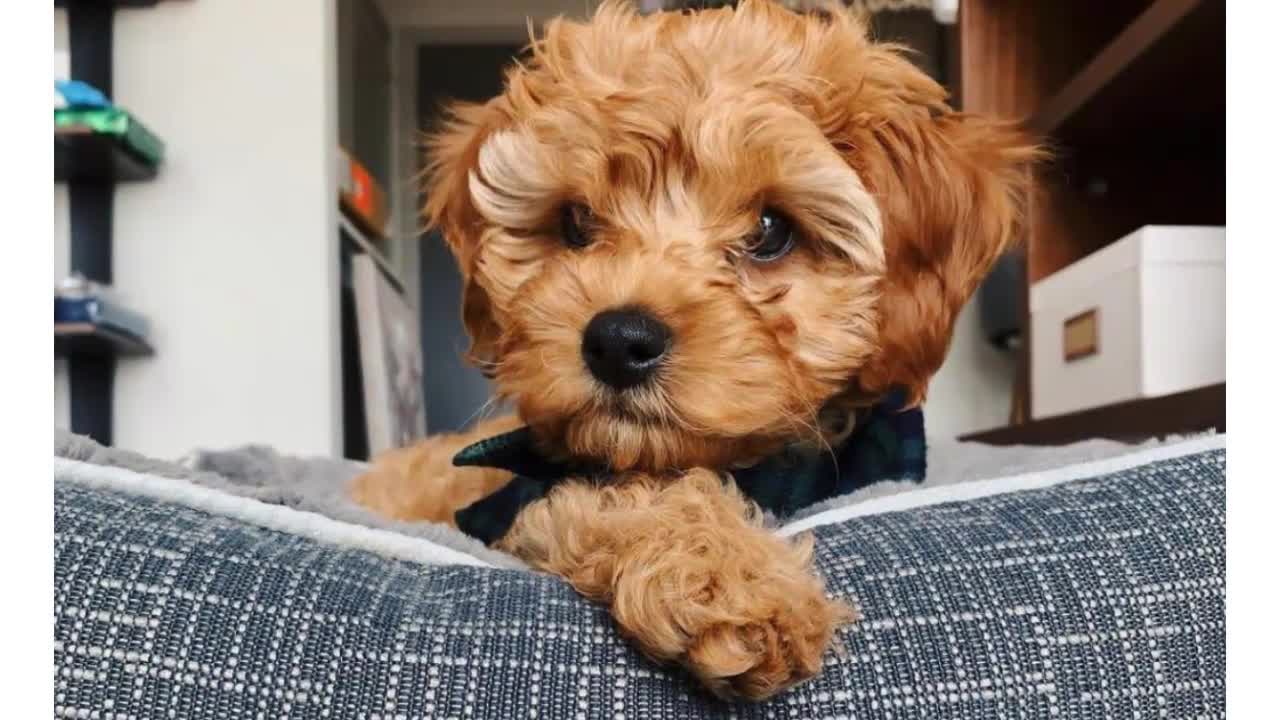 Cavadoodle | puppiesclub.com