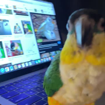 Parrot caught looking at bad birdie pictures on the computer