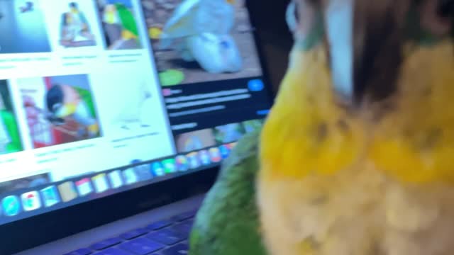 Parrot caught looking at bad birdie pictures on the computer