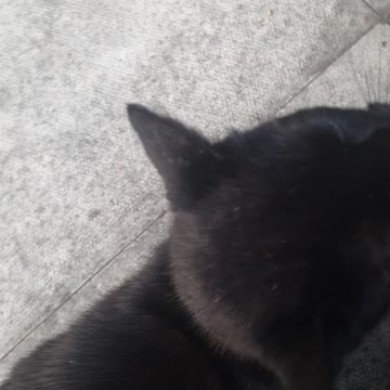 Cat likes being head massaged petted😻