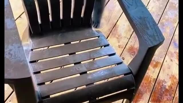 The two young bears played happily with the chair as a toy