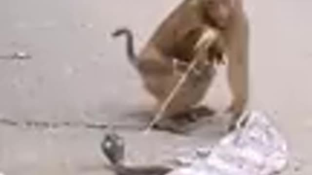 # Monkey Funny Vedio