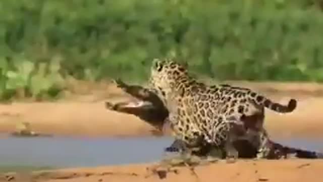 jaguar catching the alligator