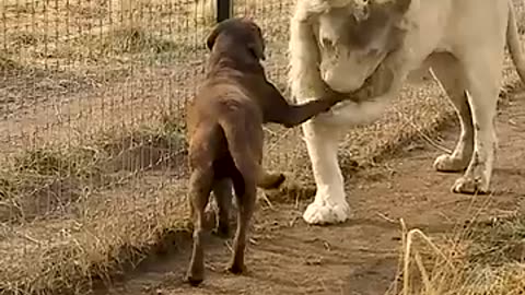 Cute Lion Gives Smooches to Puppy s Paw -YOUTUBE VIEWS - 28,495,902