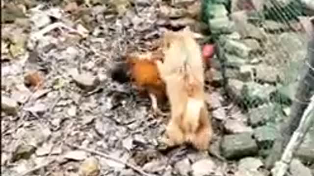 Cute fight between dog and chicken