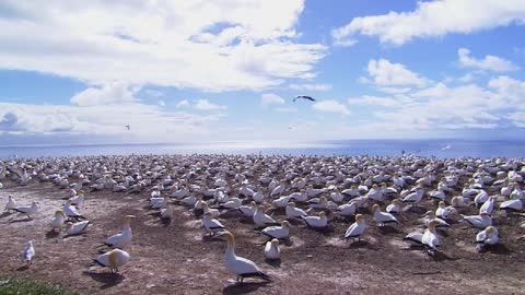 Animales de mar