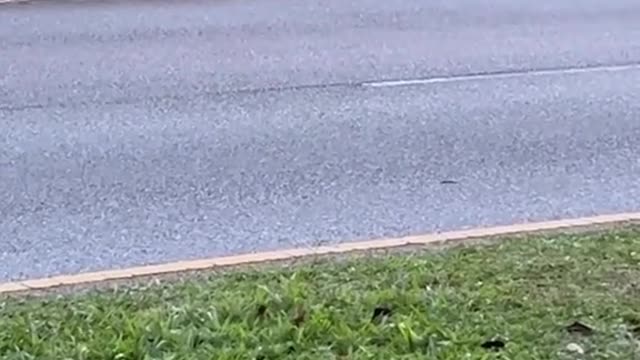 Wild boar gets stuck in, road divider in Sengkang