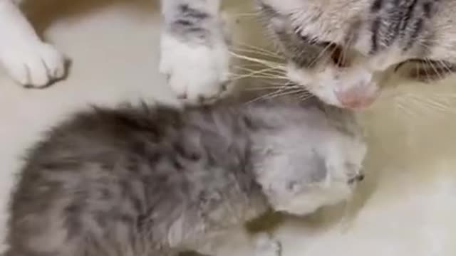 Lovely Cat, black cat, cats, funny cats, funny cat videos 1306