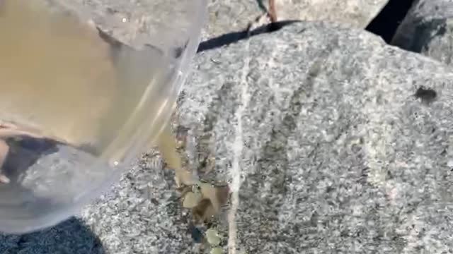 Bye, baby crab.