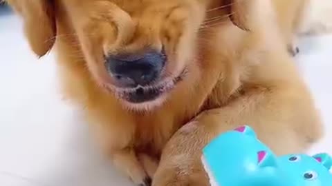 Dog’s prank